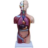 Iç Organlar ve Vücut Anatomisi Modeli, Eğitim ve Dekorasyon Için Mükemmel Seçenek - Ahşap - Seçenek 1