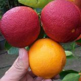 İçi Dışı Kırmızı Blood Orange Portakal Fidanı (Sınırlı Stok)