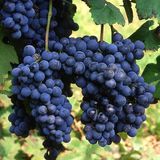 İdea Pazar Tüplü Şaraplık Syrah (Şiraz) Üzüm Asma-Bağ Fidanı - Yok