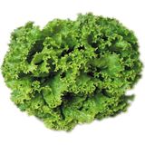 İdea Sepet İdeasepet Naturel Şamba Kıvırcık Marul Tohumu (1200 Tohum)