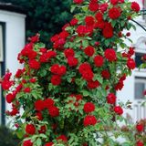 İdeaBahçe Kokulu Red Beauty Kırmızı Yediveren Sarmaşık Gül Tohumu (10 tohum)