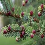 İdeaBahçe Picea Likiangensis Çin Ladini Tohumu (10 Tohum)