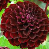 İdeaBahçe Salmon Pompon Red Aster Çiçeği Tohumu (50 tohum)