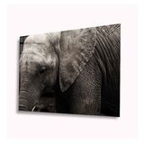 İdeal Glass Art Fil 4 mm Dayanıklı Temperli Cam Tablo