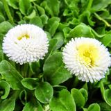 ideaPazar Bellis Perennis Beyaz Ponpon İngiliz Çayır Papatyası Çiçeği Tohumu (100 tohum)