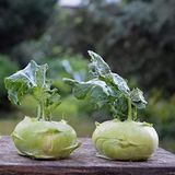ideaPazar Doğal Yeşil Kohlrabi (Alabaş) Tohumu (20 Tohum)