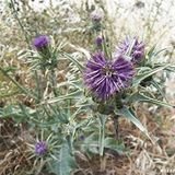 ideaPazar Kenger Otu (Cynara Cardunculus) Tohumu (5 tohum)