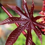 ideaPazar Kırmızı Kene (Castor Bean) Çiçeği Tohumu (5 tohum)