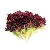 ideaPazar Kırmızı Kıvırcık Marul Tohumu (100 tohum)