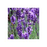 ideaPazar Lavandula Angustifolia Lavanta Çiçeği Tohumu (100 adet)
