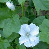 ideaPazar Lavatera Trimestris Regis Pure White Pamuk Çiçeği Tohumu (50 tohum)