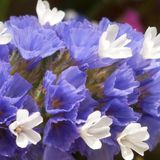 ideaPazar Limonium Sinuatum Deep Blue Deniz Lavantası Tohumu (30 tohum)
