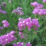 ideaPazar Limonium Sinuatum Deep Rose Deniz Lavantası Tohumu (30 tohum)