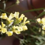 ideaPazar Limonium Sinuatum Deep Yellow Deniz Lavantası Tohumu (30 tohum)