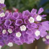 ideaPazar Limonium Sinuatum Lilac Lavender Deniz Lavantası Tohumu (30 tohum)