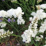 ideaPazar Limonium Sinuatum Pure White Deniz Lavantası Tohumu (30 tohum)