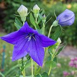 ideaPazar Mavi Renkli Balon Çiçeği Tohumu Blue Platycodon (100 tohum)
