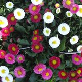 ideaPazar Mix Katmerli Bellis Perennis Ponpon İngiliz Çayır Papatyası Çiçeği Tohumu (100 tohum)