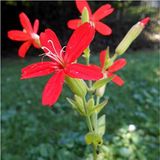 ideaPazar Nadir Kırmızı Şapka Silene (Nakil) Çiçeği Tohumu (20 tohum)