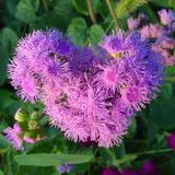 ideaPazar Pembe Top Vapur Dumanı (Ageratum) Çiçeği Tohumu (50 tohum)