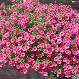ideaPazar Rose Of Heaven Sarkıcı Petunya Çiçeği Tohumu (100 tohum)