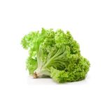 ideaPazar Şemikler Marul Tohumu (1 gram)
