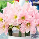 ideaPazar Tropaeolum Single Apricot Latin Çiçeği Tohumu (10 adet)