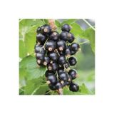 ideaPazar Tüplü Aromatik Verimli Siyah Rosenthals Frenk Üzümü Fidanı