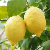 ideaPazar Tüplü Aşılı Bol Sulu Yüksek Verimli Yediveren Limon Fidanı