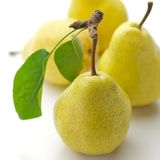 ideaPazar Tüplü Aşılı Bol Verimli Aromatik Williams Bartlett Armut Fidanı