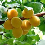 ideaPazar Tüplü Aşılı Çok Tatlı Verimli Aromatik Şekerpare Kayısı Fidanı