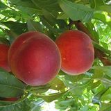 ideaPazar Tüplü Aşılı Çok Verimli Leziz Aromatik Sun Crest Şeftali Fidanı