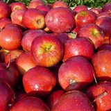 ideaPazar Tüplü Aşılı Tam Bodur Red Miracle Elma Fidanı