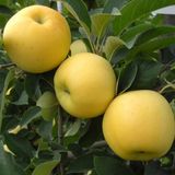 ideaPazar Tüplü Aşılı Tam Bodur Verimli Aromatik Golden Elma Fidanı