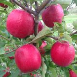 ideaPazar Tüplü Aşılı Yarıbodur Aromatik Kokulu Pink Lady Elma Fidanı