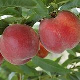 ideaPazar Tüplü Aşılı Yüksek Verimli Orta Erkenci Red Haven Şeftali Fidanı