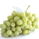 ideaPazar Tüplü Çekirdeksiz Superior Seedless Üzüm Asma-Bağ Fidanı