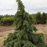 ideaPazar Tüplü Himalaya Sediri (Cedrus Deodora) Fidanı