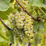 ideaPazar Tüplü Kokulu Chardonnay Üzüm Asma-Bağ Fidanı