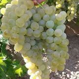 ideaPazar Tüplü Kokulu Sauvignon Blanc Üzüm Asma-Bağ Fidanı