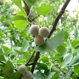 ideaPazar Tüplü Mabet Ağacı Ginkgo Biloba Fidanı (5-15 Cm)