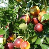 ideaPazar Tüplü Nadir Bulunan İri Meyveli Hünnap Fidanı