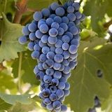 ideaPazar Tüplü Şaraplık Kokulu Merlot Üzüm Asma-Bağ Fidanı