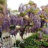 ideaPazar Tüplü Yoğun Kokulu Wisteria Sinensis Mor Salkım Fidanı
