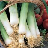 İdeasepet Naturel Dev Musselberg Pırasa Tohumu (100 Tohum)