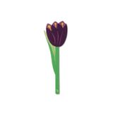 İF Çiçek Kitap Ayracı Purple Tulip 16510