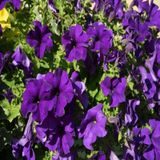 İhtişamlı Eflatun Petunya (petunia) Çiçeği Tohumu -800 Adet