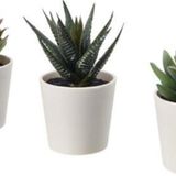 IKEA 3Lü Yapay Kaktüs Saksılı Yapay Bitki, Kaktüs Mini 6 Cm Ev Dekorasyon Iç-Dışmekan