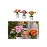 IKEA Fejka 3'lü Set Çuha Çiçeği 14 cm Saksılı Yapay Çiçek Bitki, Çok Renkli