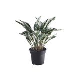 IKEA Fejka Dua Çiçeği 40 cm Saksılı Yapay Bitki Çiçek